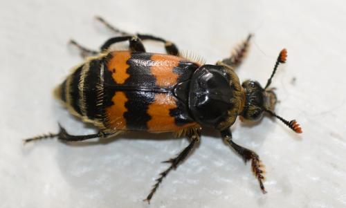 Nicrophorus vespillo